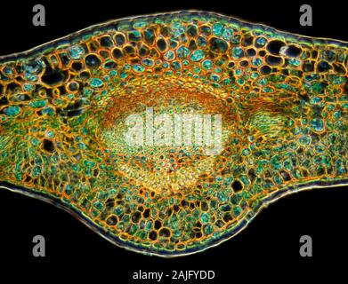 Fort, Buxus sp. veine feuille TS. Banque D'Images