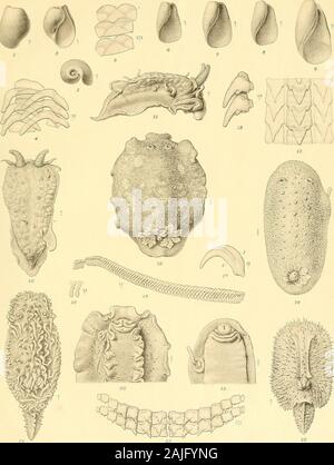 Svenska vetenskapsakademien handlingar . .La même, une partie de la radula. -P. Fig. 16. Fig. 17. Fig. 18. Fig. 19. Fig. 20. Fig. 21. Fig. 22. Fig. 23. K. SVENSKA VETENSKAPSAKADEMIENS HANDLINGAR BAND 41;n o 4. Pl.I. 21 Cr. Del Ljustryck Liljevall ]. Cederquist Sthlm. Tôles II. Fig. 1-27 116 NILS ODHNER, Nord de l'Arctique et d'INVERTÉBRÉS. III. OPISTHOBKANCHIA ETC. ¥ig. 1. Fig.  ?2. Fig. 3. Fig. 4. Fig. 5. Fig. 6. Fig. 7. Fig. 8 (13 a) Fig. 9 (30). Fig. 10. Fig. 11. Fig. 12 (16). Fig. 13 (16a) Fig. 14 (16 b) Fig. 15. Fig. 16 (26). Fig. 17 (44). Fig. 18 (31). Fig. 19 (21). Fig. 20 (48 a) Fig. 21 (52) Banque D'Images