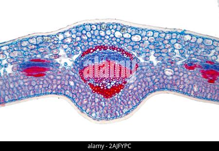 Fort, Buxus sp. veine feuille TS Banque D'Images