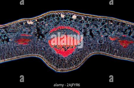 Fort, Buxus sp. veine feuille TS. Banque D'Images