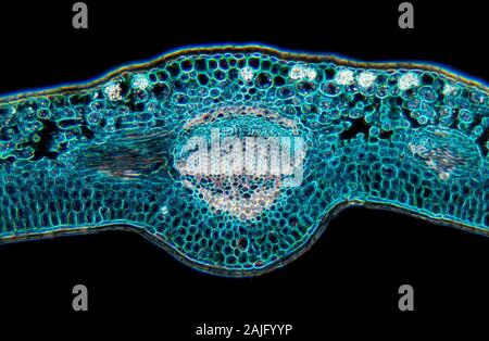 Fort, Buxus sp. veine feuille TS. Banque D'Images
