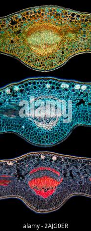 Fort, Buxus sp. veine feuilles comparaisons coloration différentielle TS. Banque D'Images