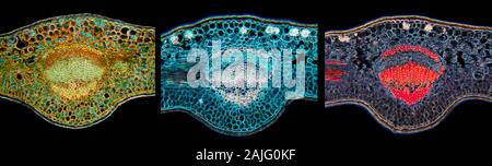 Fort, Buxus sp. veine feuilles comparaisons coloration différentielle TS. Banque D'Images