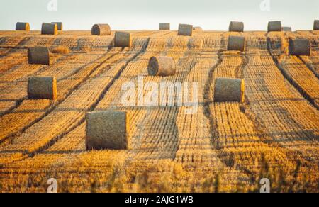 Scène de récolte, UK, balles de foin rondes laissés dans un champ coupé, la lumière du soleil du soir. Banque D'Images