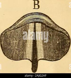 Un traité sur la physiologie et l'hygiène pour les établissements d'enseignement et de lecteurs en général .. . Banque D'Images