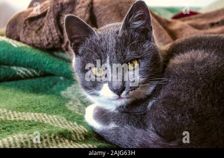 Gris avec des taches blanches, un petit chaton avec de grands yeux jaunes à puce est assis sur un pouf, sur une couverture de laine Banque D'Images