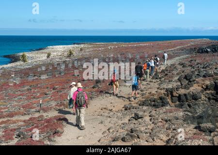 Les touristes la marche sur l'île South Plaza, Galapagos, Equateur. Banque D'Images