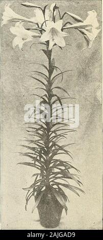 Spéciales d'importation du Vaughan prix de l'ampoule . L. HARRISII, DOEII TYPE.. L. longiflorum giganteum. Spéciales d'importation LEHINCH LODGE HII.H LES PRIX. Banque D'Images