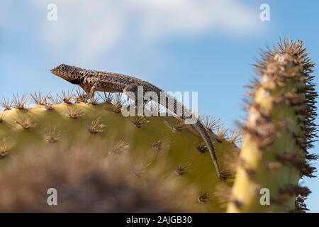 Lézard de lave sur un cactus opuntia sur l'île South Plaza, Galapagos, Equateur. Banque D'Images