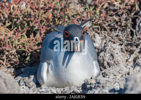 Swallow-tailed gull, onSouth Plaza island, Galapagos, Equateur. Banque D'Images