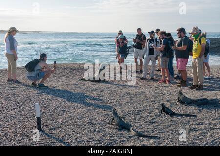 Les touristes avec un lion de mer et d'iguanes marins sur l'île de Fernandina, Galapagos, Equateur. Banque D'Images