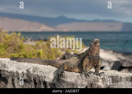 Iguane marin au soleil sur l'île de Fernandina, Galapagos, Equateur. Banque D'Images