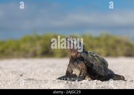 Iguane marin au soleil sur l'île de Fernandina, Galapagos, Equateur. Banque D'Images