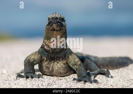 Iguane marin au soleil sur l'île de Fernandina, Galapagos, Equateur. Banque D'Images