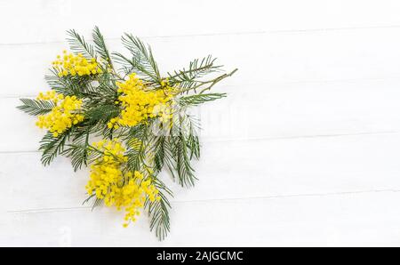 Les fleurs du printemps.bouquet de fleurs mimosa isolated on white top voir l'espace de copie. Banque D'Images
