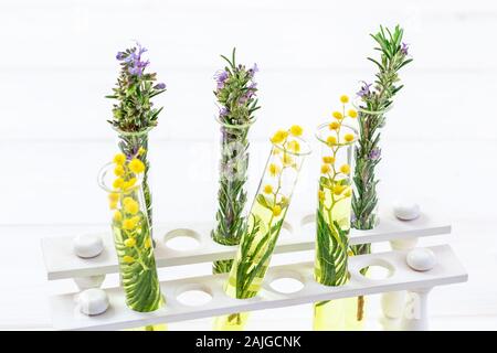 La branche d'une floraison du mimosa et le romarin dans un laboratoire, de tubes à essai on white Banque D'Images