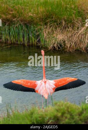 Flamant rose étend ses ailes à Punta Moreno, Isabela, l'île de Galapagos, Équateur. Banque D'Images