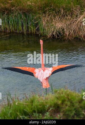 Flamant rose étend ses ailes à Punta Moreno, Isabela, l'île de Galapagos, Équateur. Banque D'Images