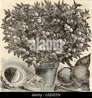 Nouveau guide floral : automne 1899 . charmant et dans-teresting plante pour la culture de la chambre. Meilleures Thevery Guava Jelly est madefrom cette variété. Bien strongplants, 20c. chaque, 3 pour 50c ,services postpayés. FLORIDA LIME-une belle plante ; Hardy et facilement cultivés ; verysimilar en apparence à l'orangf ;d'épaisseur, feuilles vert brillant, petite Aaxyw^hite, fleurs en grappes et la charge de-liciously doux, petit, rond jaune j&gt;wfruit ; très odorante. Un companionNew tiranire nice Goyave. pour l'orange. 15c. chaque, thetwofor3.c pour l'AUTOMNE PLANTINGIN Terrain ouvert. ^ 3IAY, QUJEEN-nouvelle escalade hardy ; rose rose, clearcoral dou Banque D'Images