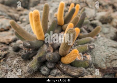 Cactus de lave de plus en plus le paysage volcanique à Punta Moreno sur l'île Isabela, Galapagos, Equateur. Banque D'Images