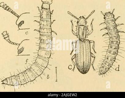 Transactions de l'Alabama Academy of Arts and Sciences . Figure 158.-Flour beetle (Tribolium confusum) ; un, imago, x9 ; &, larve, x9 ;c, chrysalide, X 7 ; d, douleurs abdominales, tubercule ; e très élargie, de l'antenne ; /, RustyFlour-beetle (T. ferrugineum), antenne, beaucoup plus large ; après Chittenden.161.-Flour beetle (SjVuajiMS Surinamensis) ; c, imago ; d, larve, x 13 ; 161,du Websters Dictionnaire International ; après Chittenden. Elour Beetle. {Tribolkun Gonfnsura Duv.) Figure 158. Plusieurs petits coléoptères se produire ici dans l'importation de farines et semoules. Oneseems à cette espèce, qui est souvent très préjudiciable à flou Banque D'Images