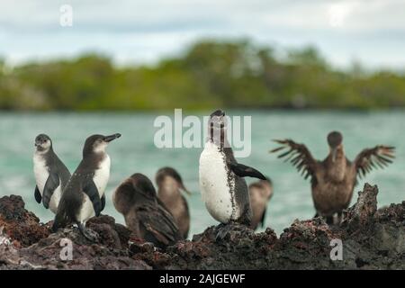 Les manchots des Galapagos et des cormorans aptères à Elizabeth Bay, l'île Isabela, Galapagos, Equateur. Banque D'Images