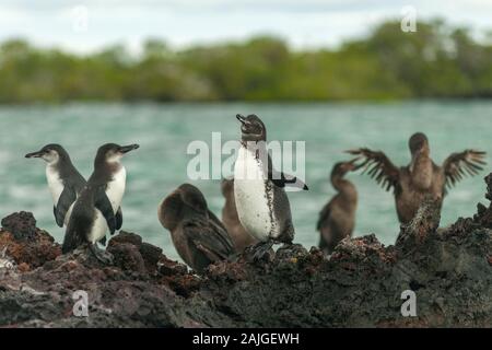 Les manchots des Galapagos et des cormorans aptères à Elizabeth Bay, l'île Isabela, Galapagos, Equateur. Banque D'Images