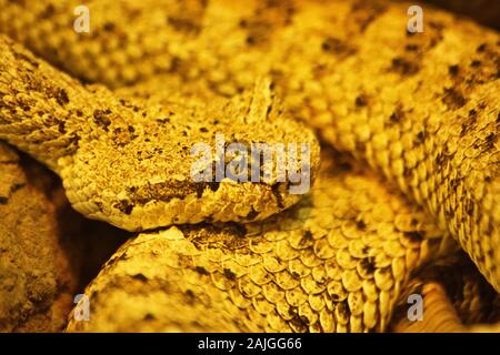 Recroquevillée sidewinder (Crotalus cerastes), un serpent venimeux pitviper, alias le duc. On trouve dans les régions désertiques du sud-ouest de l'USA. Banque D'Images