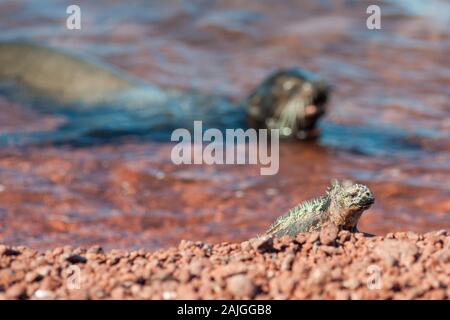 Iguane marin et de lions de mer sur l'île de Rabida, Galapagos, Equateur. Banque D'Images