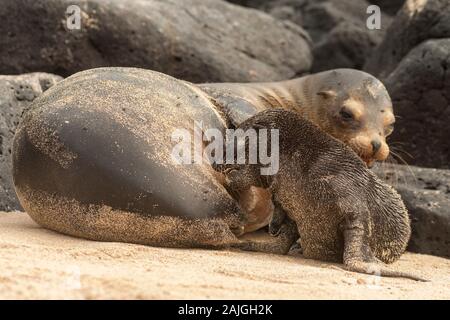 Le lion de mer de mère avec son petit sur une plage sur l'île de Santa Fe, Galapagos, Equateur. Banque D'Images