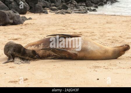 Le lion de mer de mère avec son petit sur une plage sur l'île de Santa Fe, Galapagos, Equateur. Banque D'Images