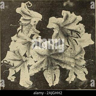 Vaughan's seed store . , De là jusqu'à la Hollande. Le Néerlandais, à supposer qu'elle soit originaire de l'anglais rives, l'appelait l'anglais Iris. Les fleurs en arequite aspect distinct de ceux de l'espagnol et de l'Iris apparaissent quinze jours plus tard.Si par ParcelJPost, douzaine>eigh & lb. ; 100, 6 lb chacune par douz. Par 100 Adelaine, blanc, rayé violet 0,07 $ 0,60 $ 3,50 $ Grand lilas, bleu clair 07,60 3,50 Mont Blanc, blanc pur, grande fleur 07,60 3,50 Othello, bleu foncé 07,60 3,50 mixte, toutes les couleurs (pour 1000, 15 $) 402,50 Iris (Iris Susiana deuil) d'immenses fleurs, blush brun teinté et recouvert d'un ne Banque D'Images