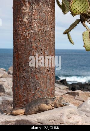 Sante Fe iguana sur l'île de Santa Fe, Galapagos, Equateur. Banque D'Images