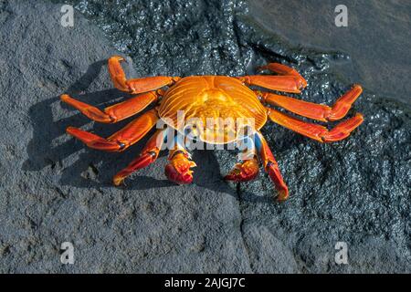 Sally Lightfoot crab sur l'île de Santiago, Galapagos, Equateur. Banque D'Images