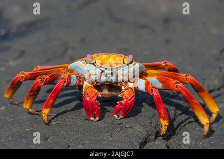 Sally Lightfoot crab sur l'île de Santiago, Galapagos, Equateur. Banque D'Images