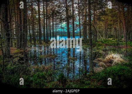 Réflexions forestiers où l'eau d'un loch Highland a envahi la forêt environnante et l'eau reflète le ciel bleu et les arbres . Banque D'Images