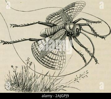 Les insectes à l'étranger : être un compte rendu populaire des affaires d'insectes, de leur structure, des habitudes, et des transformations . uteness dont près de 330 insectes à l'étranger. s'élève à genius. En sachant qu'à l'Museumany La tentative de substituer une partie de l'un des insectes qui ofanother aurait-il détecté, il a supprimé les élytres, andreplaced avec la plus grande netteté, ordywiih sous la vers le haut. L'effet sur l'apparence de l'insecte isreally merveilleux. Il n'y a rien de gênant, mais thesplendid la coloration des élytres s'harmonise si bien avec thewings et le reste de l'organisme, qui Banque D'Images