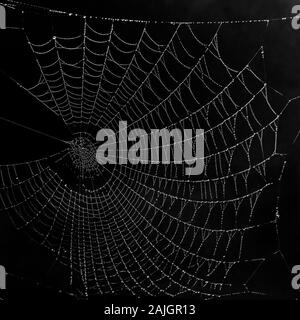 Beau noir et blanc spider web, entièrement recouvert de gouttelettes de givre Banque D'Images