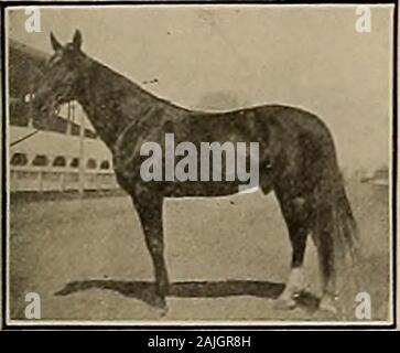 Source et sportif . 2:27 par WilliamsonsBelmont thdam ; 4. Le Samedi, Mars 9, 1912.] L'OBTENTEUR ET SPORTSMAN 27 CANONS PARKER porter bien, tirer la poignée et bien, bien. Porter bien parce qu'ils sont faits de matériau le mieux par le plus skillfulcraftsmen. Tirer bien parce qu'ils détiennent l'accusation de façon compacte ensemble à extremeranges. Eh bien parce que la poignée de la plus grande attention a toujours été portée à la dés-Contribution de bois et métal, pour assurer un équilibre parfait et le plus symmetricaloutline. Vingt-alésage Parkers ont donné le ton pour les petits alésages en Amérique, et aregrowing en popularité chaque année, wit Banque D'Images