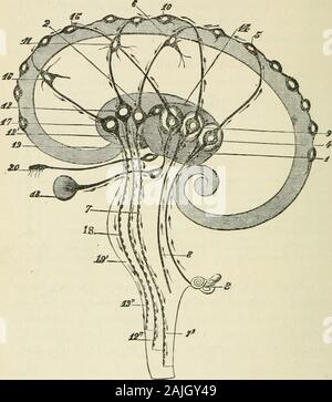 La psychologie appliquée à l'art d'enseigner / par Joseph Baldwin ; avec une introduction par James Gibson Hume . ELLECTIVEGANGLIA. EMOTIVEGANGLIA. MOTORGANGLIA. Spécial. Les yeux.Oreilles Nez BOUCHE,,,peau,LES MUSCLES. Bio. Les muscles, l'estomac, les poumons, le CŒUR, LA PEAU, ETC.. MOTORNERVES MOTORORGANS. Du point de vue de l'autonomie, les ganglions cérébraux artroughly regroupés comme ci-dessus. Le capteur-yanglia, sen-sor-nerfs, et le capteur-organes constituent une marveloustelegraphic système appelé le sensorium. L'autonomie du système Throughthis reçoit tous les messages de la outerworld. Le moteur-dorsale, les nerfs, et les moteur-ou-gans violation d Banque D'Images