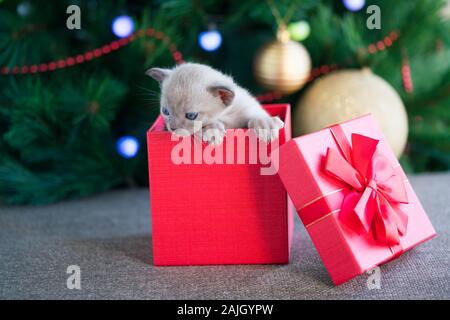 Chaton birman beige crawls out d'un coffret debout près d'un arbre de Noël Banque D'Images