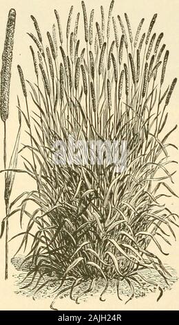 Farquhar's : 1911 catalogue automne . Timothy. Timothy ou d'un troupeau de l'herbe. Phlewn pratense. l hi- &Lt ; dans^- i- habituellement considérées et traitées asa vivace de courte durée, et donc est le meilleur de l'herbe de croître dans une courte rotation. Il sncceedsbest sur les loams et les sols argileux naturellement riche en humus ou sur celles qui ont été heavilymanured. Elle pousse dans des touffes, avec quelques feuilles, de sorte que le rouge ou rouge Haut Clovershould être semées avec fond épais de fournir de la croissance des feuilles. Semer un demi-boisseau peracre si seul. (45 lb/boisseau.) le boisseau, S8.50. Haut rouge. Af^rostis vulgaris. Une bonne annonce gra Banque D'Images