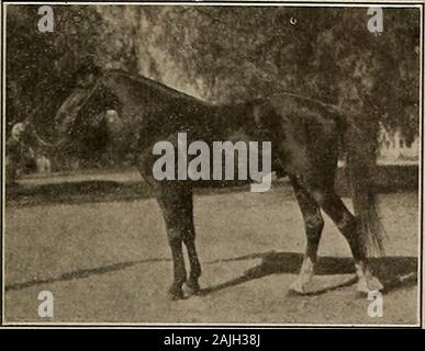 Source et sportif . Mme. F. H. BURKE avec son équipe de trotters, Vallejo Boy 2:15 et 2:2014 Tina, l'essai 2:15. Le Samedi, Mars 9, 1912.] L'OBTENTEUR ET SPORTSMAN DEUX DE NOS PLUS GRANDS étalons. Le horseowhers de Californie, et en particulier ceux qui résident dans la partie inférieure de l'État, sont d'être félicité d'avoir l'occasion d'breedtheir mares à deux des plus grands étalons qui everfaced une entrée, à savoir : le stimulateur Copa de Oro 1:59,. CARLOKIN 2:0714. et le trotter Carlokin 2:07  %, et les deux de ces arein responsable de ce prince parmi les cavaliers, Wm. G.Dunee, Exposition Park, Lo Banque D'Images