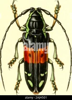 Archives entomologiques, ou, Recueil contenant des illustrations d'insectes nouveaux ou rares . Banque D'Images