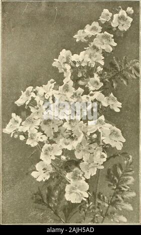 Farquhar's : 1911 catalogue automne . r pkt., S2.50. Farquhars Cyclamen Eclipse. Un mérite de souche européenne pro-réduction plantes vigoureuses avec le feuillage luxuriant. Les fleurs sont de taille et oflarge sont effectuées au-dessus des plantes bien^ 330 Firebrand. ScarletPainted sombre dame. Blanc, avec l'œil camiine.Rosamond. En rouge saumon.Prix de l'enfant nommé ci-dessus Cyclamen : Variété, Si.50 : par pkt., 75c.Farquhars .Eclipse mélange. Toutes les couleurs. &Gt;2553455375538 Snowball. Blanc pur.Glow. Rouge sang foncé..May Queen. Light salmon le Vésuve. Carmine.par 100 graines d'anv une floraison d'hiver. 100 graines, Si.50, 75 ; pkt. Banque D'Images