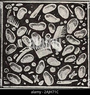 Hastings' Graines : automne 1912 catalogue . amende pour le pâturage et la plantation dans les vergers. Seedin semer l'automne ou au printemps, à raison de 12 à 15 livres par acre pour meilleure catégorie de semences. Nous garantie-guar 93 % pureté ou au-dessus de notre trèfle rouge. Pèse 60 livres le boisseau. Quand forprices ecrire prêt à acheter en quantité. Postpaid, 45 cents la livre. En quantité, pas payé, prix environ 25 cents par livre. Un flfvtrfvr WTiilo trèfle vivace. Une belle plante de pâturage pour le bétail et les moutons et jluVcr IIIlc canTT être semées tout moment de septembre à mars. Utilisé beaucoup inboth pelouse et les mélanges de pâturage. Banque D'Images