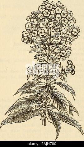 Dreer's garden : calendrier 1884 . mson. Lucie Lemoine. Grande Fine blanc pur. Mad. Deveret. Rose vif, l'œil pourpre. Mad. Leon Louis Gallois. Blanc pur, des yeux violets. M. Brewer jardinier. Rouge Saumon, très brillante, fine pointe. Mad. de Wendei. Blanc pur, de grands yeux carmin ; fleur extra fine. Mad. Montpensier. Blanc, teintées de lavande ; violet oeil. Mad. Rendatler. Crimson et blanc de flocon. Mademoiselle Saussine. Blanc, avec de grands yeux carmin foncé. Mme Robertson. Fleurs blanc pur, perpétuel ; extra. Mlle Whitehead. Rose, l'œil pourpre. Mme Balfour. Pourpre Carmin ; excellente forme. Princesse de Furstenb Banque D'Images