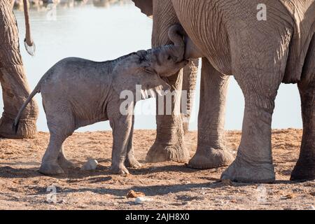 Elephant Calf ou boire du lait pour bébé, la succion de la mère vache à Okaukuejo Waterhole, Etosha National Park, Namibie, Afrique Banque D'Images