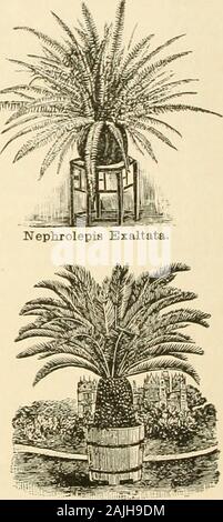 Farquhar's : catalogue automne 1911 . en. PRIMULA KEWENSIS. Une belle variété à floraison d'hiver pour le green-house avec des fleurs jaune vif;parfumé. 4 pots, 30 cents chaque ; 3,00 $ la douzaine. SAGO PALM. Cycas revoluta.Le Sagoutier est une des plantes les plus robustes forhouse décoration, réussir dans des situations où l'échec. manyplants Les spécimens, Fine .$3,00 à 5,00 $ chacune. SMILAX. Strongvoungplants. . ? ! Ooperdoz.- 6,ooper 100. Fougères. Nephrolepis exaltata. SiLord Boston Fern. L'un des meilleurs fougères tor et fenêtre véranda cul-tivation. Plantes en pots de 5 pouces, 50 cents eacn ;$5,00 p Banque D'Images