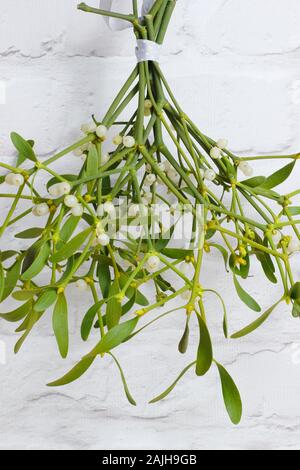 Le Viscum album. Bouquet de gui accroché au mur blanc en hiver. UK Banque D'Images